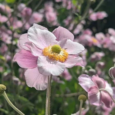 Ved Skov Апартаменты *