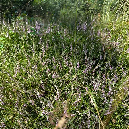 Ved Skov Appartement Græsted