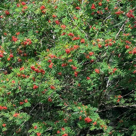 Appartement Ved Skov *