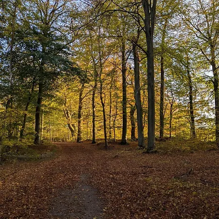 Ved Skov