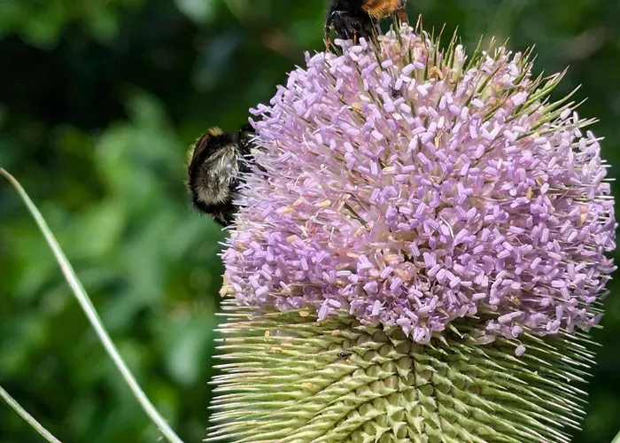 Ved Skov * Graested