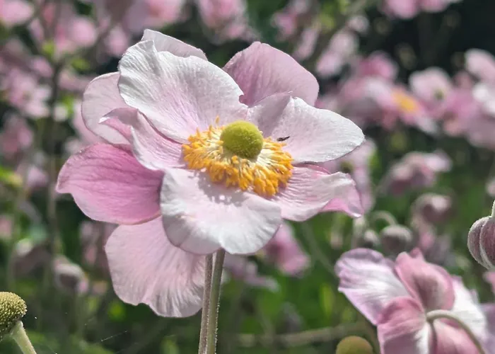 Ved Skov Lägenhet *