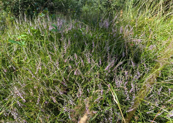 Ved Skov 公寓 Græsted