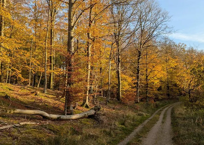 Ved Skov Graested