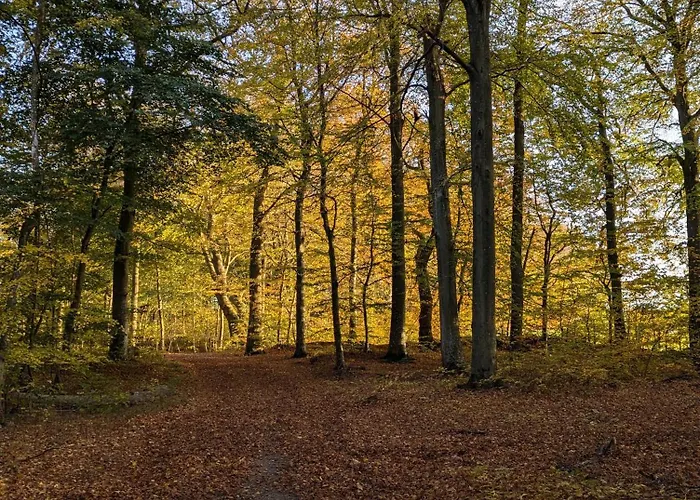 Ved Skov